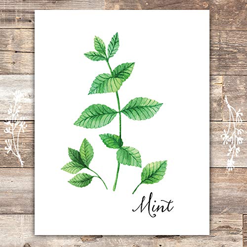 Kitchen Herbs Art Prints (Set of 6) - Unframed - 8x10s | Botanical Prints Wall Art - Thumbnail 6