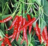 Pepper, Thai HOT Pepper Seeds, Heirloom, 50