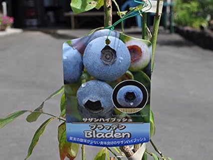 Amazon Co Jp 1年間枯れ保証 春 夏に収穫する果樹 ブルーベリー ブラッデン 10 5cmポット 4本セット ホーム キッチン