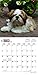 Shih Tzu Puppies 2018 7 x 7 Inch Monthly Mini Wall Calendar, Animal Small Dog Breed Puppies