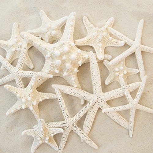 Set of 12 mixed white starfish – sizes range from 2 t…