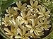 Monoi de Tahiti Oil-100% Natural-32 ounce