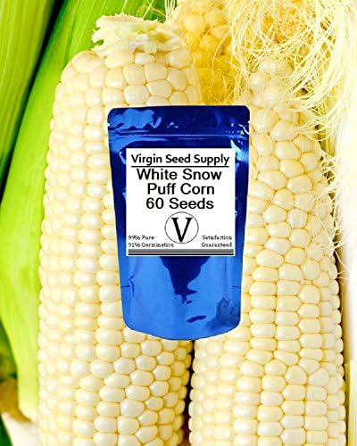 Virgin Seed Supply White Snow Puff Corn 60 Count Seed Pack -Non-GMO Organic Heirlooom -Used in Soups, Stews, Corn on the Cob, Creamed Corn