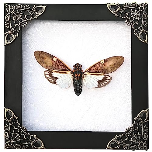 Cicada Real Paratalainga Distanti Shadow Box Specimen