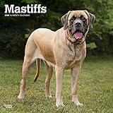 Mastiffs 2020 12 x 12 Inch Monthly Square Wall Calendar, Animals Dog Breeds by 