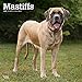 Mastiffs 2020 12 x 12 Inch Monthly Square Wall Calendar, Animals Dog Breeds by 