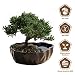 Zen Reflections Juniper Bonsai primary