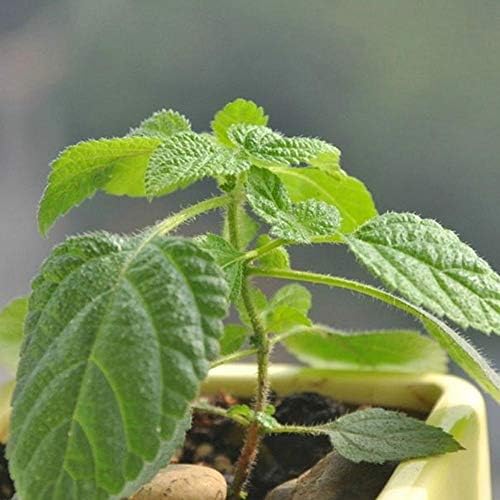 Sooggi 1500 粒 ミントの種 植物種子 ホームガーデン ファーム植栽 園芸 高い発芽率 簡単な栽培 家庭用 B031jr6m 296円 人気海外一番 100 品質保証 全品送料無料 即日出荷 Sale開催中