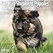 German Shepherd Puppie Cal 2020 by