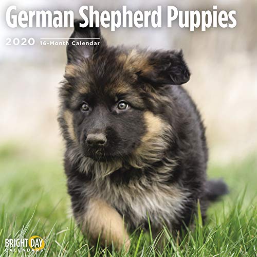 German Shepherd Puppie Cal 2020 by