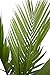 Costa Farms Majesty Palm Tree, Live Indoor Plant, 3 to 4-Feet Tall, Ships in Grow Pot, Fresh From Our Farm, Excellent Gift