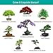 Ashbrook Outdoors Bonsai Starter Kit to Grow 8 Colorful Bonzai Trees - Complete Gardening Set