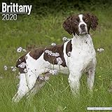 Brittany Calendar - Dog Breed Calendars - 2019 - 2020 Wall Calendars - 16 Month by Avonside (Multili by