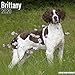 Brittany Calendar - Dog Breed Calendars - 2019 - 2020 Wall Calendars - 16 Month by Avonside (Multili by