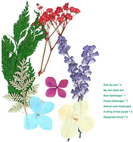 Amazon Yaseking 押し花ミックスドライフラワーdiyアート花装飾コレクションギフトクラフトdiy Yu ホーム Color A 19 ドライフラワー オンライン通販