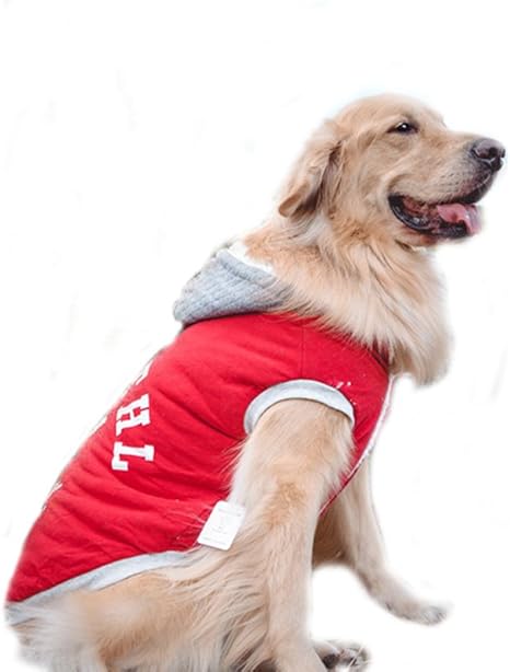 labrador winter coat