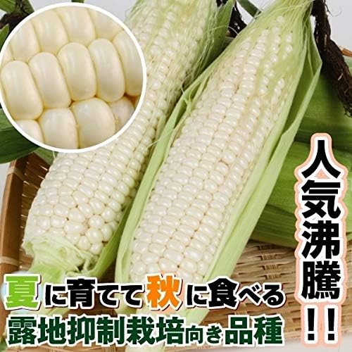 国華園 種 野菜たね 露地抑制栽培トウモロコシ F1ピュアホワイト 1袋 30ml Prodentaligners 国華園 種 野菜たね 露地抑制栽培トウモロコシ F1ピュアホワイト 1袋 30ml Prodentaligners