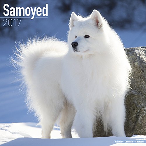 Samoyed Calendar 2017 - Dog Breed Calendars - 2016 - 2017 wall calendars - 16 Month by Avonside