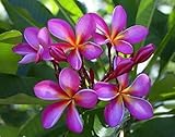 V-E-R-Y RARE~Exotic~"PURPLE HAZE" Plumeria~FRANGIPANI~Houseplant~Sweet~1 Seed ONLY