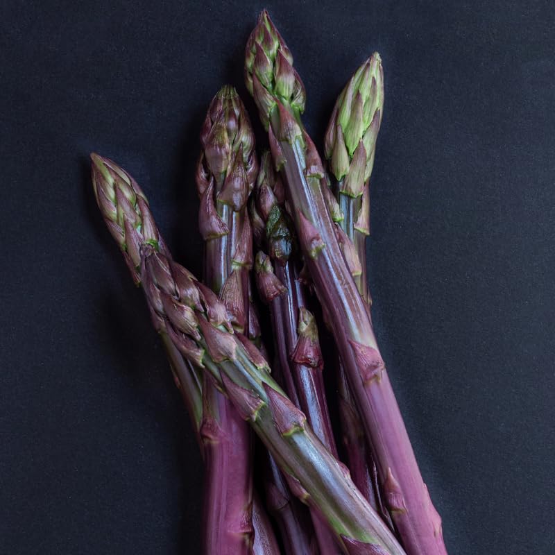 HILROQG 10 Purple Asparagus Roots - Bare Root Crowns for Planting - Hardy Perennial Vegetable Garden