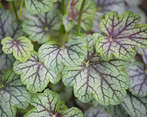 Semillas de Coral Bells - Heuchera sanguinea: Amazon.es: Jardín