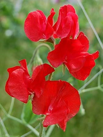 Amazon Plant Sweet Pea Winter Sunshine Scarlet スイート ピー スイートピー ウインター サンシャイン スカーレット Early Flowering Group 1苗 花