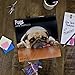 Pugs 2018 16 Month Wall Calendar 12 x 12 inches Bright Day Calendars Publishing