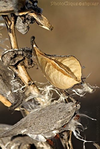 Milkweed Seed Pods in Early Spring / Graceful, Feathery, Rustic, Bokeh / Nature / Fine Art Photography Print