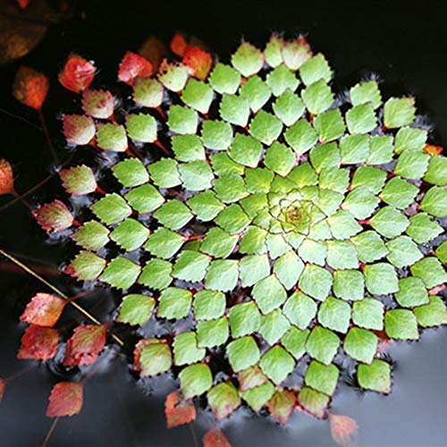 Mggsndi 20Pcs Aquarium Aquatic Plant Ludwigia Sedioides Seeds Garden Fish Tank Decor - Heirloom Non GMO - Seeds for Planting an Indoor and Outdoor Garden Ludwigia Sedioides Seeds