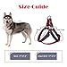 HALL Dog Leash Harness, Adjustable & Durable Leash Set, Heavy Duty Denim No Pull Dog Leash Collar, Perfect for Daily Training Walking Running, Suitable for Large Dog