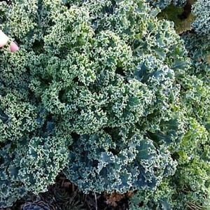 Nelesa Gardening Vegetable Kale Vates Blue Scotch Curled 30 Finest Seeds