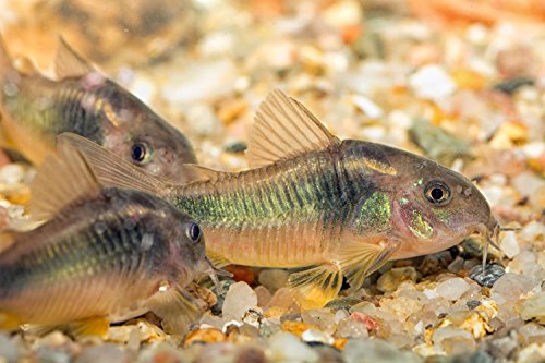 EARTHWORM STICKS,Fish Food,Bottom Feeders,plecos,Catfish,Cory Cats,Shrimp - 2oz - ABF36 - Thumbnail 6