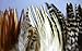 100+ Pcs Mixed Saddle & Coque Plumage Feathers 5-10 by FeatherStore.com