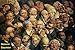 252 Color Paintings of Honoré Daumier - French Printmaker, Caricaturist, Painter and Sculptor (February 26, 1808 - February 10, 1879)