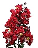 Dynamite Crape Myrtle Lagerstroemia indica â€˜Whit IIâ€™ P.P.# 10296 - Healthy Potted Plants - 3 pack