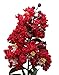 Dynamite® Crape Myrtle Lagerstroemia indica ‘Whit II’ P.P.# 10296 - Healthy Potted Plants - 3 pack