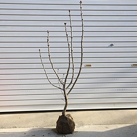 Amazon 庭木 ライラック 極太幹 紫花 シンボルツリーならこのくらいの太さでちょうど良い 植木