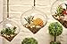 Pack of 3 Glass Hanging Planter Hanging Air Plant Terrarium Decorative Hanging Plant Pots Flower Pots Plant Containers Air Plant Pots Hanging Air Fern Plant Container Fern Plant Pot Fern Terrarium