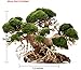 Bonsai Driftwood Aquarium Tree AB (9 Inch Height x 12 Inch Length) Natural, Handcrafted Fish Tank Decoration | Helps Balance Water pH Levels, Stabilizes Environments | Easy to Installthumb 1
