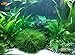 Mainam Anubias Lanceolata Rooted Rhizome Long Leaves Live Aquarium Plants Decorations