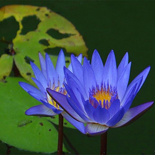 Profusion Circle 10pcs Lotus Water Lily Flower Plant Bowl Pond Bonsai Seeds Blue