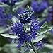 Sterling Silver Bluebeard - 4" pot - Caryopteris
