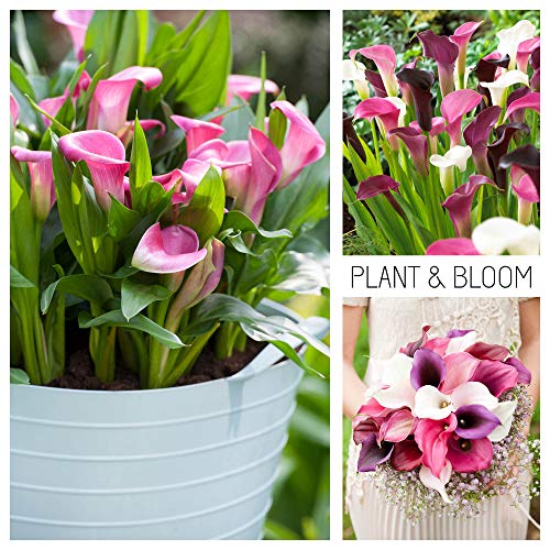 Plant & Bloom Calla Lily Flower Bulbs from Holland, 3 bulbs Easy to Grow Arum Lilies For