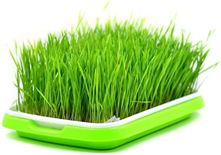 Durable Selling Express Hydroponics Basket Nursery Tray Seed Nursery Pot Flower Plant Seed Germination Tray Grow Box Vegetable Seeding Tray Case 9.84x13.4x1.8 Inch (M)
