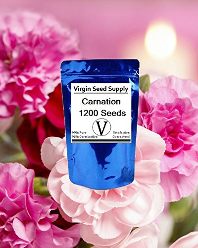 Virgin Seed Supply Carnation 1200 Count Flower Seed Pack Organic Non-GMO Heirloom Variety