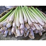 Lemongrass Fresh 12 Stalks from TastePadThai