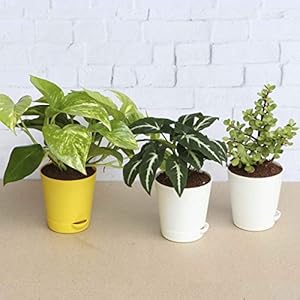 Ugaoo Indoor Plants With Pot For Home – Money Plant Variegated, Syngonium Wendlandii, Jade Mini