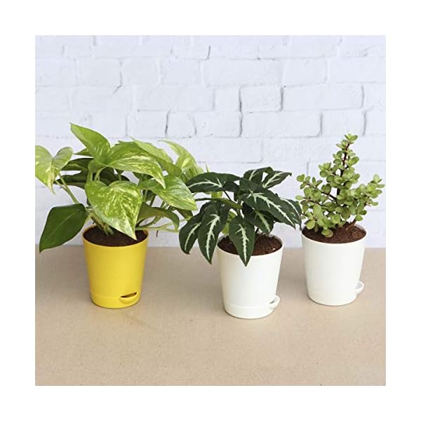 Ugaoo Indoor Plants With Pot For Home - Money Plant Variegated, Syngonium Wendlandii, Jade Mini