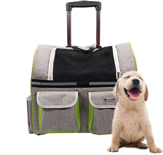 shetland sheepdog colors blue merle