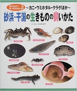 砂浜 干潟の生きものの飼いかた カニ ウミホタル クラゲほか 飼ってみよう 海べの生きもの 晃作 松久保 本 通販 Amazon